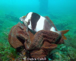 Magpie Perch Rapid Bay South Australia by Debra Cahill 